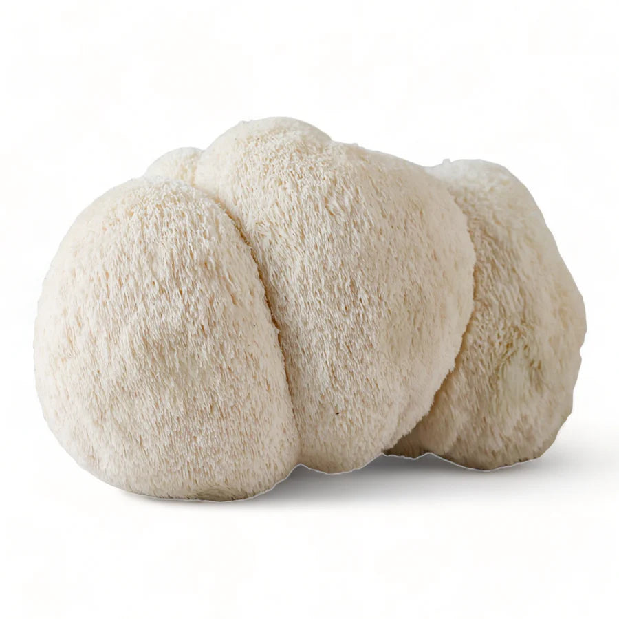 Lions Mane Supplement