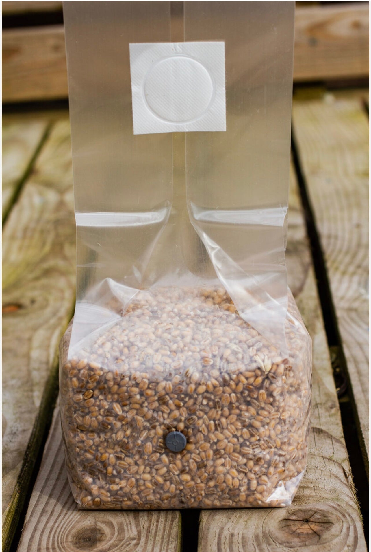 1KG sterilised Rye Grain